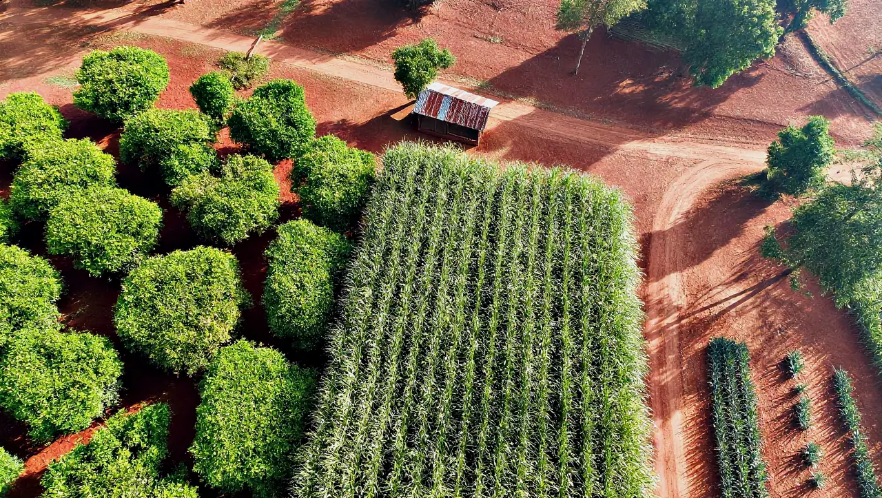 Drone view of Kizito Legacy Farm: a block of maize in straight rows beside coffee bushes and rows of young pineapple, divided by red-earth tracks, with the farm shed at the top
