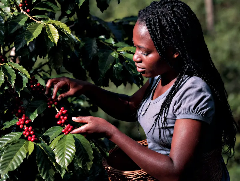 A grower picking ripe red coffee cherries from the branch into a woven basket